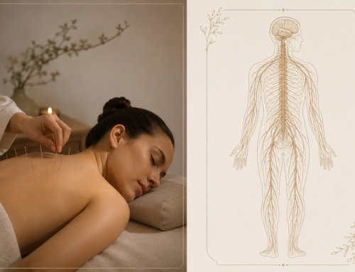 Acupuncture Gold Coast: Evidence-Based Support for the Nervous System and Stress By Eryn Heddle